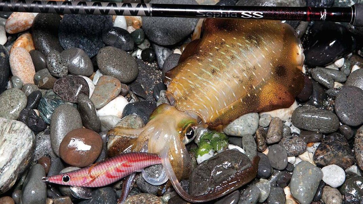 五十嵐誠のネコリグロッド「ラクゼATS05 S60ULソリッドセンサー」 | Basser